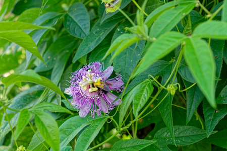 A bee covered with pollen collecting from a purple passion flower in full bloom closeup surrounded by the foliage growing on a vine in late summertimeの写真素材