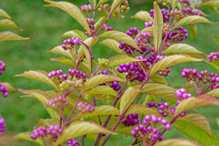 Closeup view of branches of a beautyberry bush fully loaded with clusters of dark vibrant pink berries with chartreuse color foliage on magenta color stems in late summertimeの写真素材
