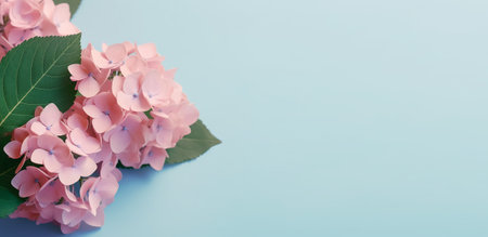 Pink hydrangea flowers on a blue background with copy space. mock up template for production presentationの写真素材