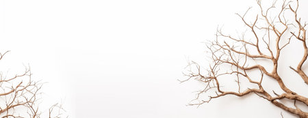 Dry tree branches on white background with copy space. 3d rendering mockup template for product presentationの写真素材