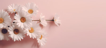 White daisies on a pink background. Floral background. mockup template for product presentationの写真素材