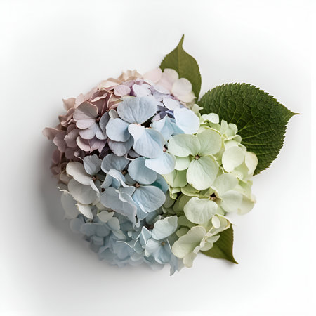 Bouquet of Hydrangea flower plant with leaves isolated on white background. 3D rendering. Flat lay, top view. macro closeupの写真素材