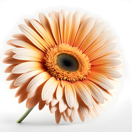 Bouquet of Gerbera daisy daisies flower plant with leaves isolated on white background. 3D renderingの写真素材