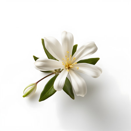 Bouquet of white jasmine flower plant with leaves isolated on white background. 3D rendering. Flat lay, top view. macro closeupの写真素材