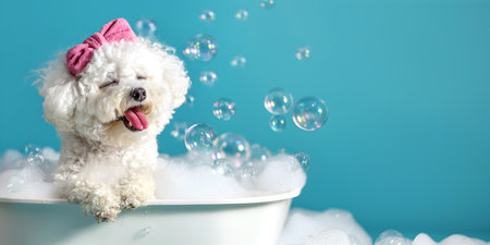 Creative animal template. Happy drench wet Bichon Frise dog puppy with pink terry bow, sticking tongue out in a white tub bathtub bathe with overflow floating bubbles soapsuds soapの素材