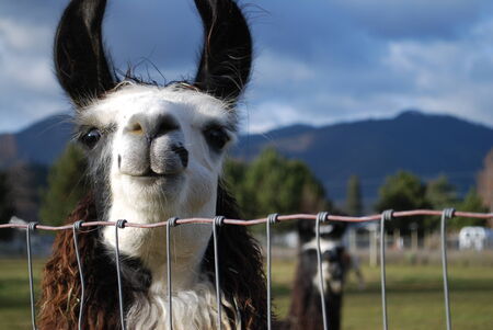 Smiling Llama, Southern Oregon Farmingの写真素材