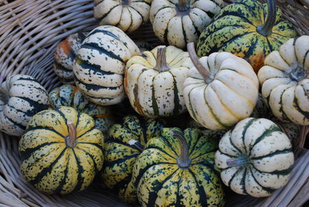Autumn Pumpkin Harvestの写真素材