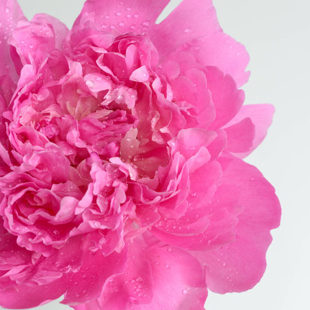 Blooming peony flower closeupの写真素材