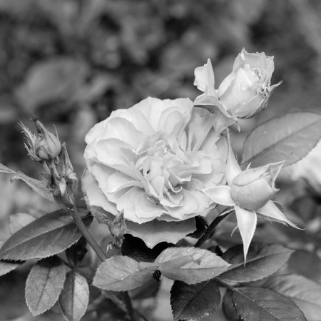 inflorescence of rose black and whiteの写真素材