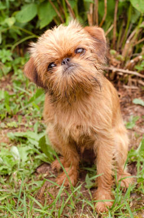 funny puppyの写真素材