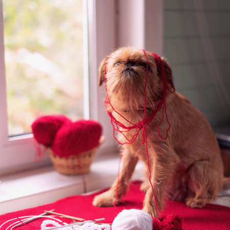 little dog tangled in threads, mess, playの写真素材