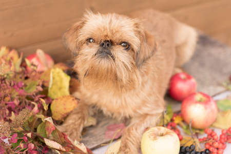 funny little ginger dogの写真素材