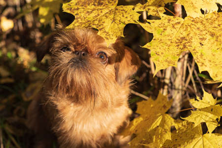 little red dog for a walk in the autumn forestの写真素材