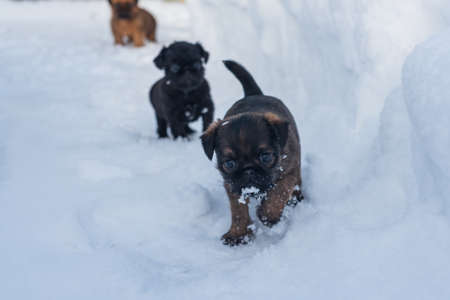 funny puppies, winter walk, play in the snowの写真素材