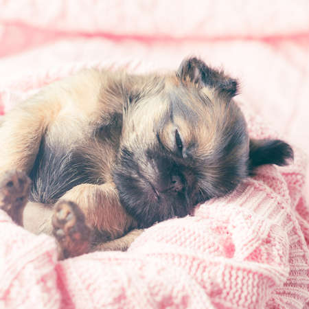 Griffon puppy, a small dog on a pink background, in gentle colors, pastelの写真素材