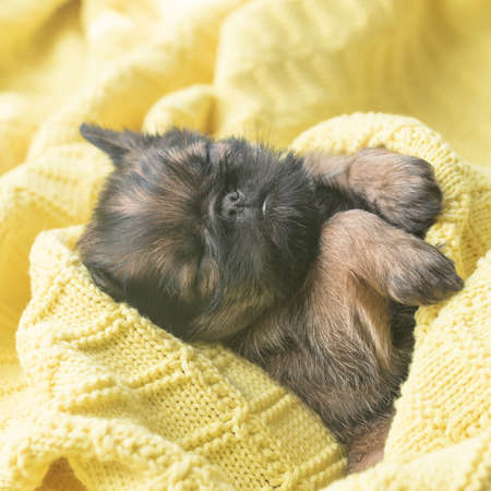 little brussels griffon puppy sleeping on a yellow blanket