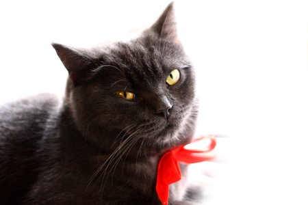 British Shorthairの写真素材