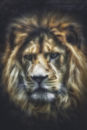 Head of a lion against black backgroundの写真素材