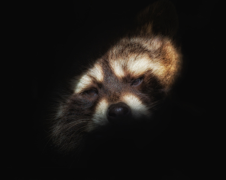 Head of a raccoer against black backgroundの写真素材