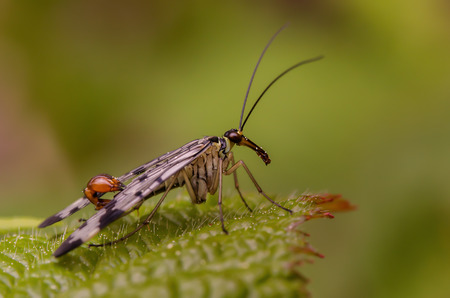 Tiny scorpion fly sitting on a green leafの写真素材