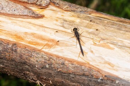 Little dragon fly on a piece of woodの写真素材