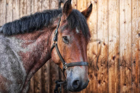 Head shot of a horse against a wooden backgroundの写真素材