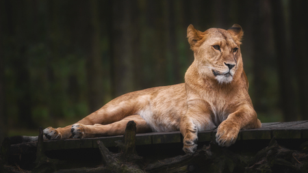 Lying lioness on a bridge of woodの写真素材