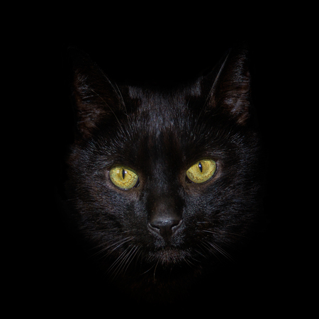 A head shot of a black cat against a black backgroundの写真素材