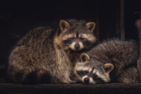 A couple of racoons looking into the cameraの写真素材
