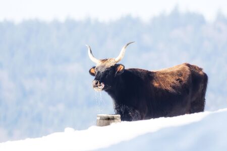 A cow standing in the snow and drinking water out of a bucketの写真素材