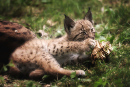Young lynx bobcat playing with wood in the grassの写真素材