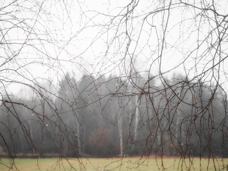 Thin branches with drops after rainの写真素材