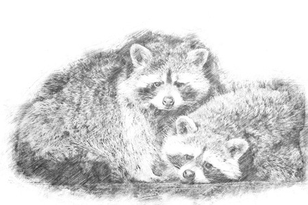 Sketch - A couple of racoons looking into the cameraの写真素材