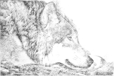 Sketch - A lying wolf on the ground relaxing
