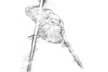 Sketch - A red dragon-fly against a green soft backgroundの写真素材