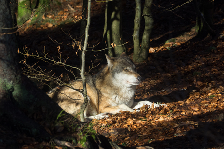 Wolves in the forest