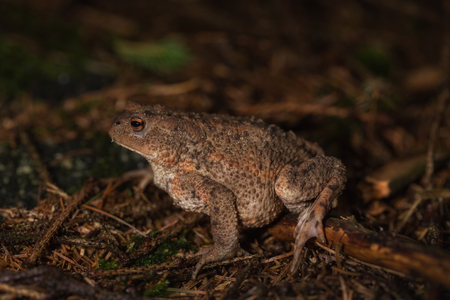 Toad on the forest floorの写真素材