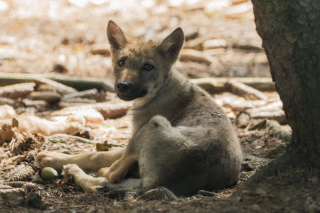 A young wolf is lying