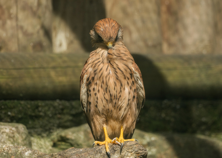 A tower falcon sits on a stoneの写真素材