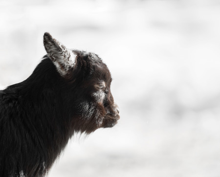 Black young goat with soft backgroundの写真素材