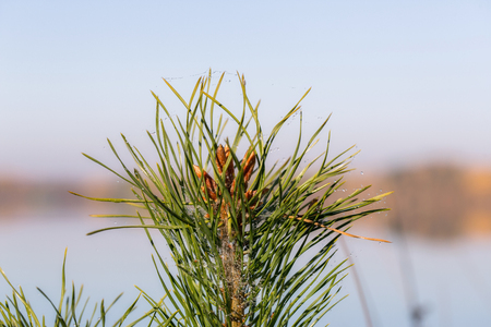 Fir twigs with dew dropsの写真素材
