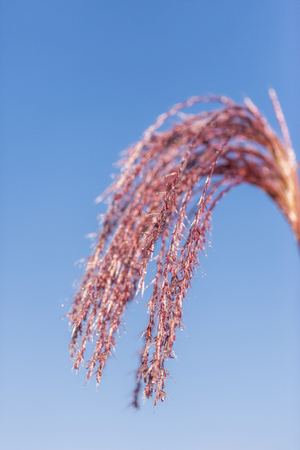 Plant with dew drops and soft backgroundの写真素材