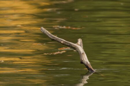 A branch looks out of the lakeの写真素材