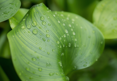 Water hyacinth with water dropletsの写真素材