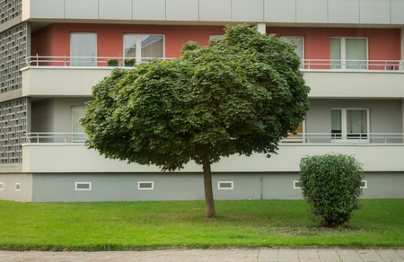Lawn and tree in front of a high rise in the cityの写真素材