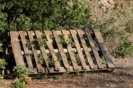 Pallet of wood filed in the garden