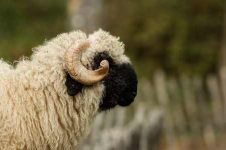Valais black nose with soft bokehの写真素材
