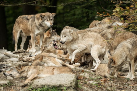 A pack of wolves on a rock
