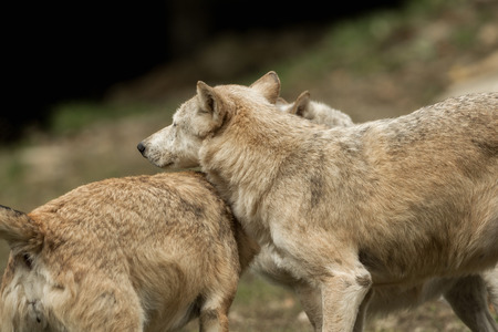 Two wolves play with each otherの写真素材