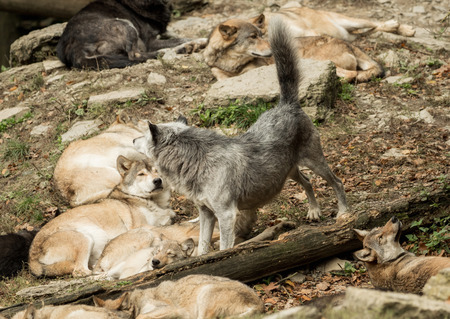 A pack of wolves on a rock